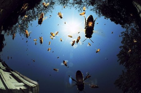 Конкурс фотографии National Geographic 2010