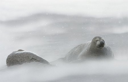 Конкурс фотографии National Geographic 2010