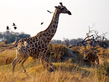 Конкурс фотографии National Geographic 2010