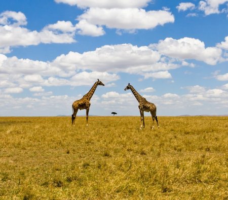 Конкурс фотографии National Geographic 2010