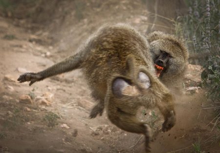 Конкурс фотографии National Geographic 2010