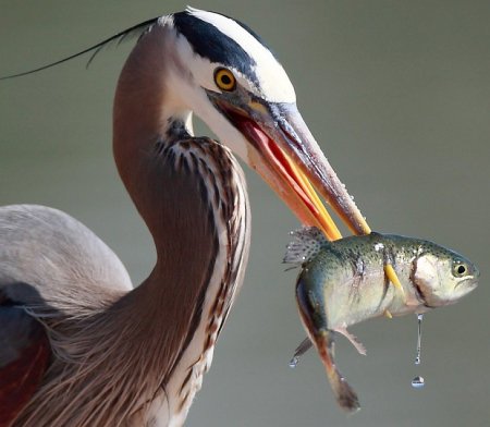 Конкурс фотографии National Geographic 2010