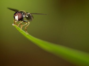 Макросъемка. Фотографии макросъемки и как делать макрофотографии