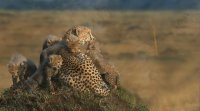 African Cats. Disneynature. Трейлер к фильму