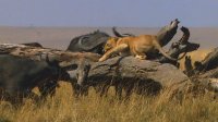 African Cats. Disneynature. Трейлер к фильму