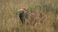 African Cats. Disneynature. Трейлер к фильму