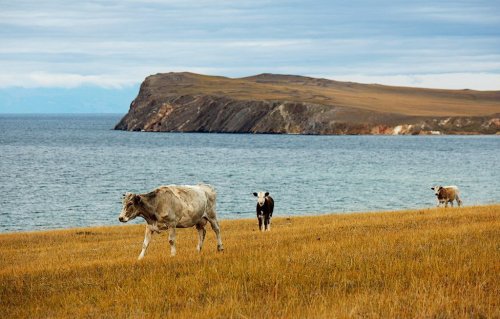 Байкал и остров Ольхон ( фото )