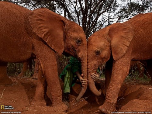 National Geographic: лучшие фотографии августа