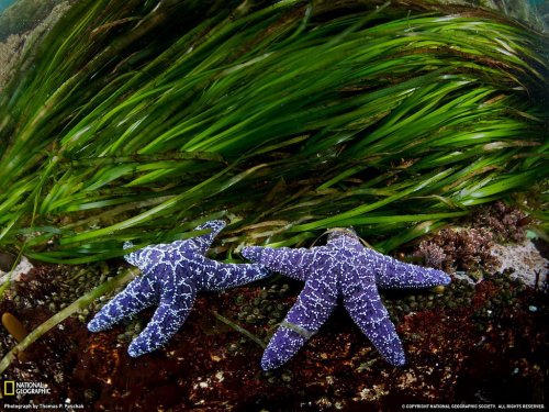 National Geographic: лучшие фотографии августа