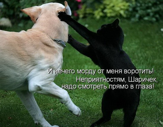 Юмор: Смешные котоматрицы