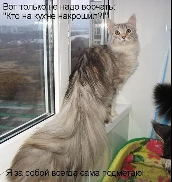 Юмор: Смешные котоматрицы