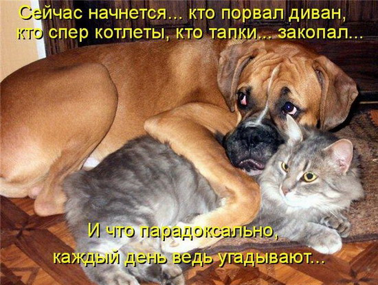 Юмор: Смешные котоматрицы