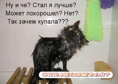 Юмор: Смешные котоматрицы