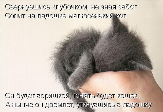 Юмор: Смешные котоматрицы