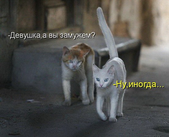 Юмор: Смешные котоматрицы