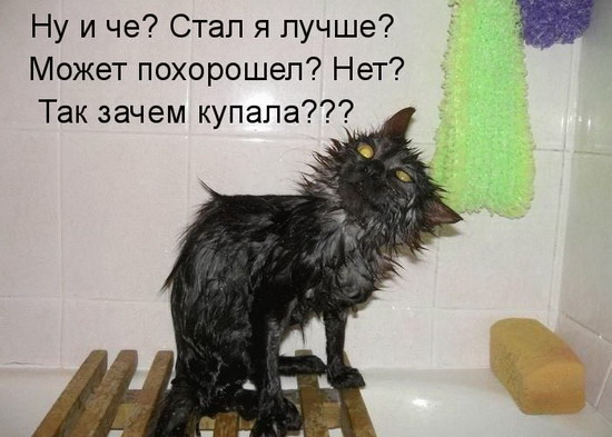 Юмор: Смешные котоматрицы