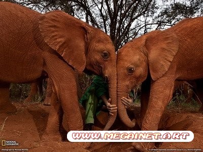 National Geographic: лучшие фотографии августа