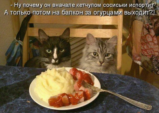 Юмор: Смешные котоматрицы