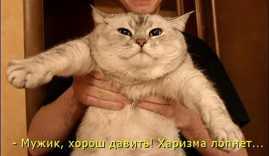 Юмор: Смешные котоматрицы