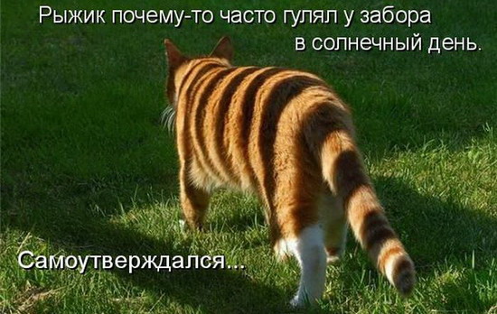 Юмор: Смешные котоматрицы