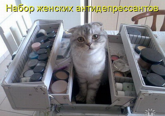 Юмор: Смешные котоматрицы