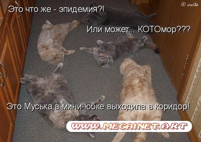 Юмор: Картинки кошек с надписями