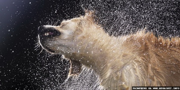 Прикольные фотографии собак ( фотограф Tim Flach )