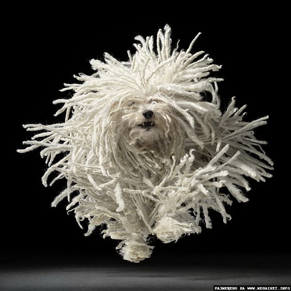 Прикольные фотографии собак ( фотограф Tim Flach )