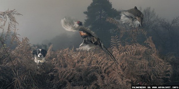 Прикольные фотографии собак ( фотограф Tim Flach )