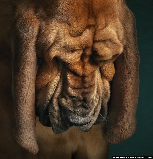 Прикольные фотографии собак ( фотограф Tim Flach )