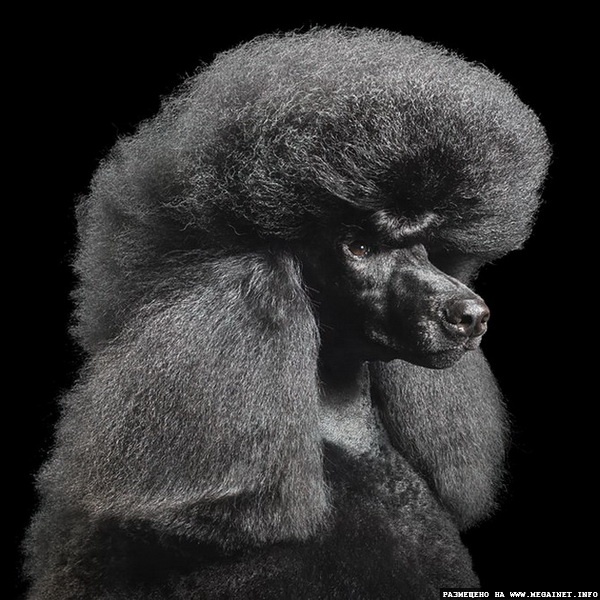 Прикольные фотографии собак ( фотограф Tim Flach )