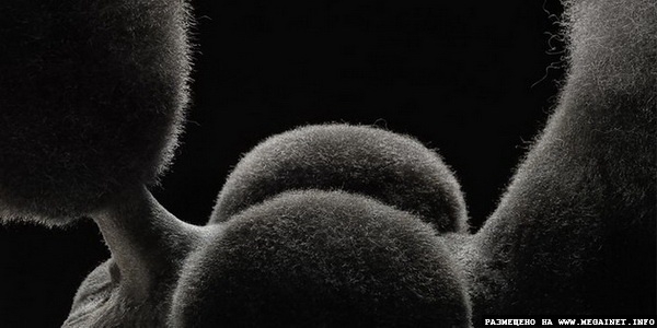 Прикольные фотографии собак ( фотограф Tim Flach )