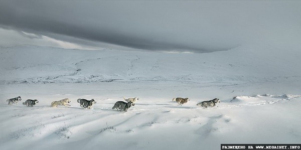 Прикольные фотографии собак ( фотограф Tim Flach )