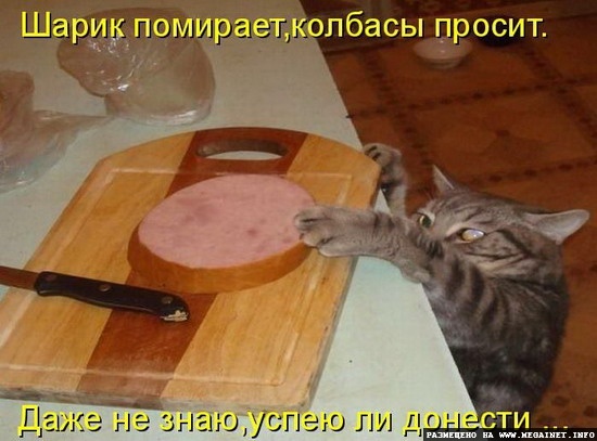 Котоматрицы: Смешные картинки с кошками