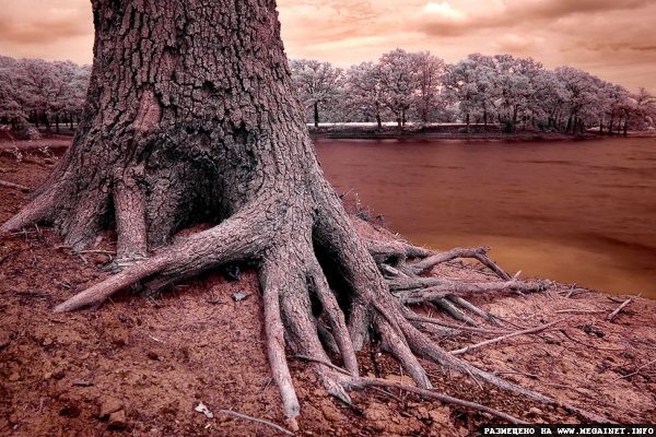 Увидеть невидимое: инфракрасная фотография